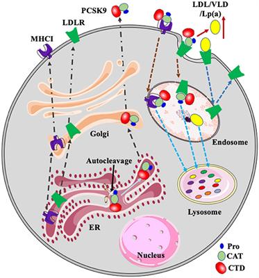 Regulation of PCSK9 Expression and Function: Mechanisms and Therapeutic Implications
